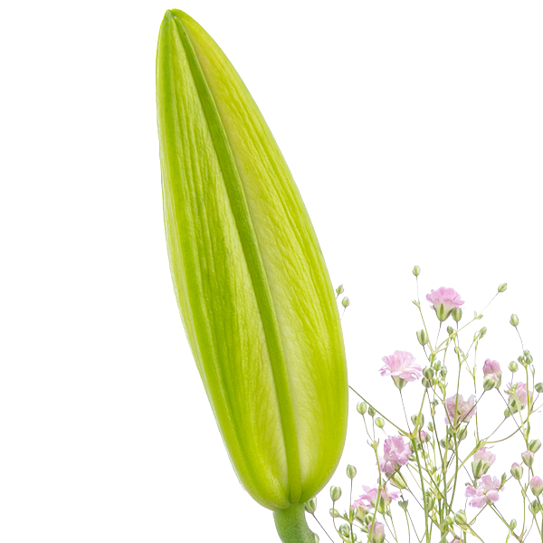 Blumenstrauß Blumenstrauß Karat mit Vase Leaf