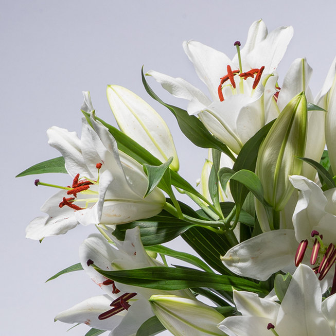 Blumenstrauß Lilien in Weiß 10 Stiele Zoom