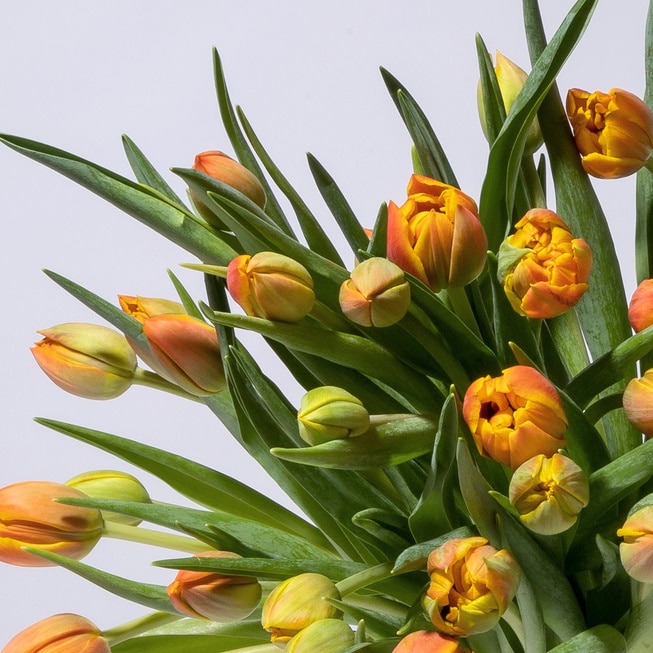 Blumenstrauß Tulpen Cross Fire 50 Stiele Zoom